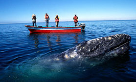 gray whale tours mexico